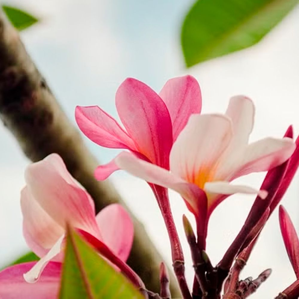 Особенности чубушника петит парфюм пинк